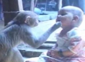 Maymun küçük kızı evlat edindi