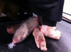 Sırplar sahaya domuz attılar