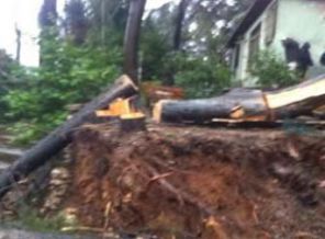 Sarıyer belediyesi Villa için ağaçları kesti