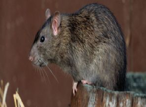 Eyaleti fareler istila etti