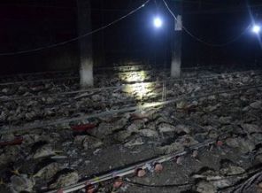 Düzce'de tavuk çiftliğinde yangın