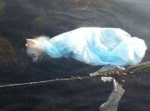 Sarıyer sahilinde denize atılmış köpek cesedi bulundu