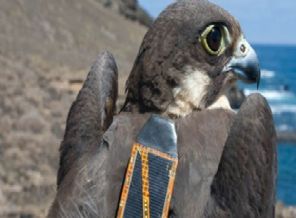 Ölü kuşun üzerinden GPS çıktı