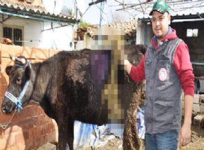 Gebe ineğin karnından çıkanlar şoke etti