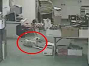 Deprem olacağını anlayan köpeğin kaçışı