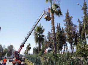 Antalya ağaçları söktü, ama bakın ne yaptı