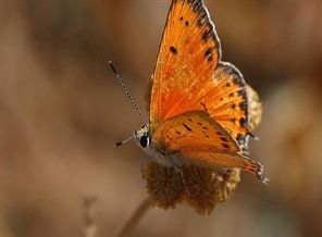 Türkiye'de 6 yeni kelebek türü gözlendi