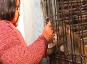 Tüm mirasını maymuna bıraktı