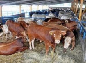 Kanada'ya deli dana darbesi