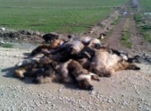 84 sokak köpeği zehirlenerek telef edildi