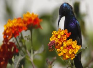 Güneş kuşu milli kuş oldu