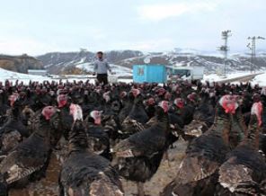 Çözüm süreci ekonomiye olumlu yansıdı