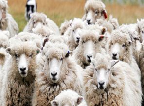 New York'ta Ramazan ve Kurban bayramları resmi tatil