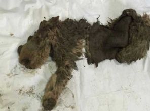 10 bin yıllık gergedan bulundu