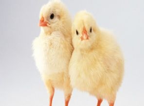 Bilene ayda 13 bin TL maaş