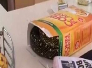 Mısır gevreğinden yılan çıktı