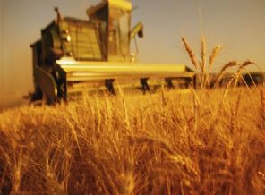 'Dolardaki artış tarım ürünlerinin fiyatlarına yansıyacak'