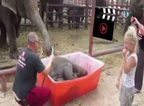 Yavru filin ilk banyo macerası güldürdü