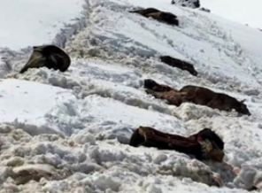 Roboski'de katırlar kurşuna dizildi!