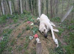 Köpek, kaybettiği sahibinin mezarına her gün geliyor