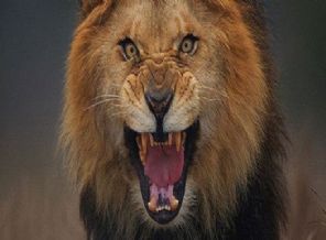 Aslan'ı çekti son anda kurtuldu