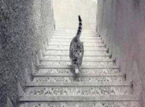 Bu kedi iniyor mu? Çıkıyor mu?