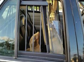 Polis yavru deniz aslanını gözaltına aldı