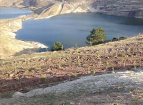 32 madencinin öldüğü yer orman olacak