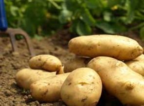 AK Parti'nin beyannamesinde ilginç vaat