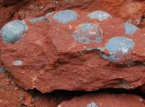 İnşaatta 43 dinozor yumurtası bulundu