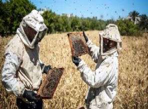 İsrail saldırıları Gazze'deki arıcılığı da vurdu