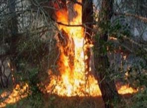 Manisa’da orman yangını